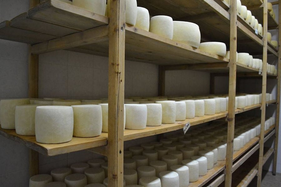 graviera cheese on the wood shelves to be drying at 'Vasilas Dairy' company